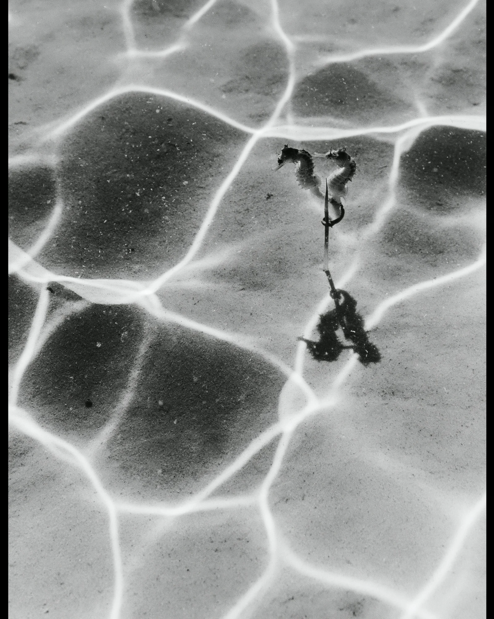 Seahorses beneath rippling caustic light